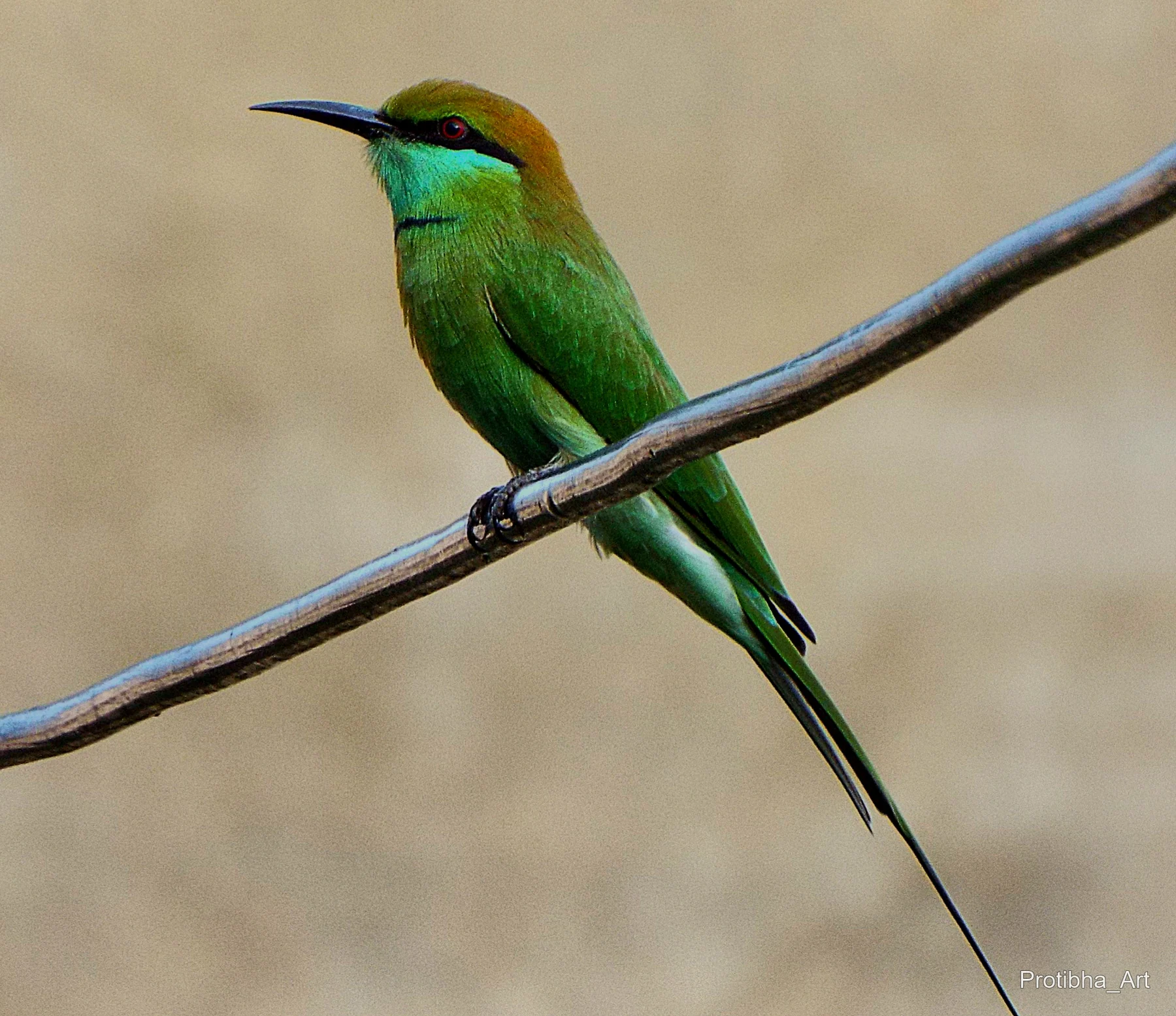 A green bee-eater with a long tail resting on a diagonal branch.