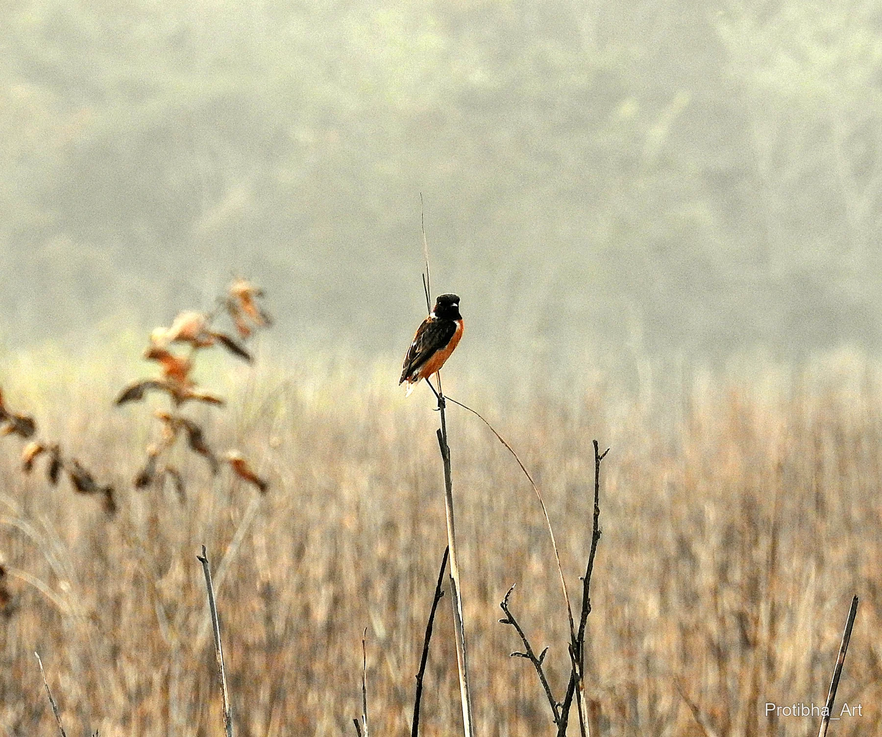 A small dark-headed bird perches on a slender stem above softly lit grasses.